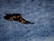 Australian Raven in flight at dusk Â 